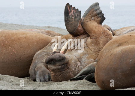 walrus (Odobenus rosmarus), some animals resting on a sand bank, one lying on the back stretching the forefins into the air, Norway, Svalbard, Poolepynten