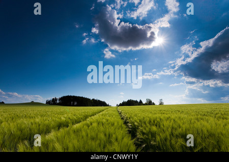 barley (Hordeum vulgare), corn field with single dark cloud at the sky, Germany, Vogtland Stock Photo
