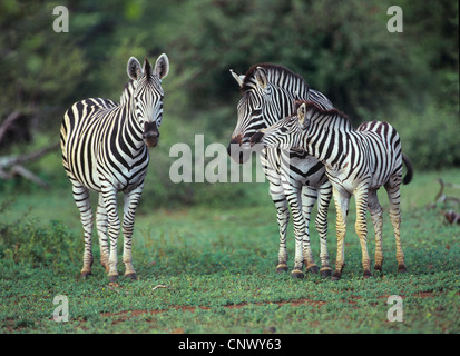 Common Zebra (Equus quagga), Plain Zebra with foals, Zimbabwe Stock Photo