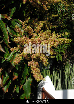 mango (Mangifera indica), blooming, Canary Islands, Gomera Stock Photo