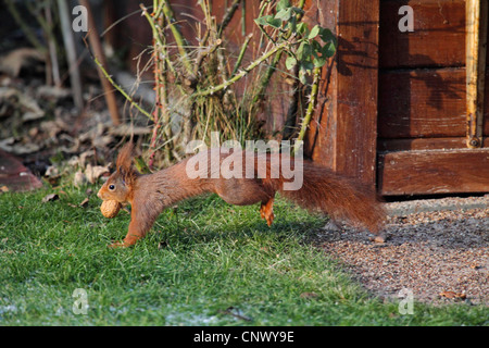 European red squirrel, Eurasian red squirrel (Sciurus vulgaris), running through a garden with a walnut in the mouth, Germany Stock Photo