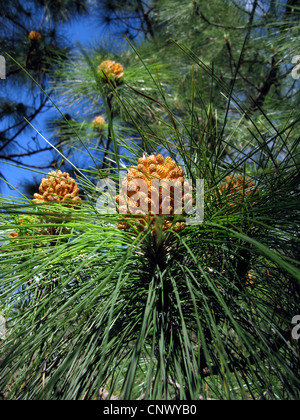 Canary pine (Pinus canariensis), mal inflorescences, Canary Islands, Gomera Stock Photo