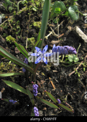 twin-leaf squill (Scilla bifolia), blooming Stock Photo