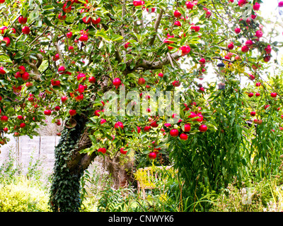 A tree laden with juicy red apples in an English country garden in summer, UK Stock Photo