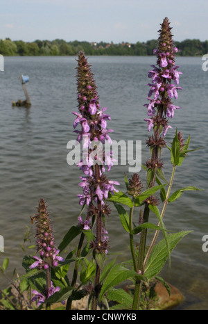 marsh betony, marsh woundwort, swamp hedge-nettle, marsh hedge-nettle (Stachys palustris), bloomng, Germany Stock Photo