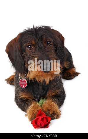 Wire-haired Dachshund, Wire-haired sausage dog, domestic dog (Canis lupus f. familiaris), with red rose between paws Stock Photo