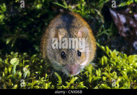 Old World field mouse, striped field mouse (Apodemus agrarius), sitting on moss, Germany Stock Photo