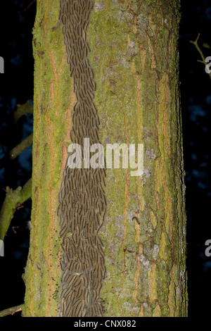oak processionary moth (Thaumetopoea processionea), caterpillars marching on a tree trunk upwards to feeding on leaves, Germany Stock Photo