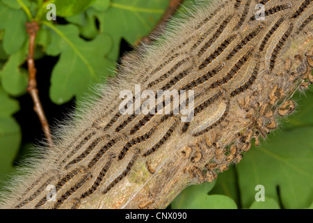 oak processionary moth (Thaumetopoea processionea), caterpillars marching on a tree trunk upwards to feeding on leaves, Germany Stock Photo