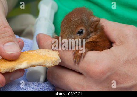 European red squirrel, Eurasian red squirrel (Sciurus vulgaris), orphaned pup in a hand feeding on a zwieback, Germany Stock Photo