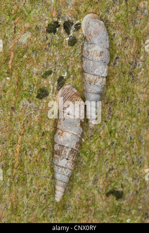 Common door snail, Thames door snail (Alinda biplicata, Balea biplicata, Laciniaria biplicata), two individual, Germany Stock Photo