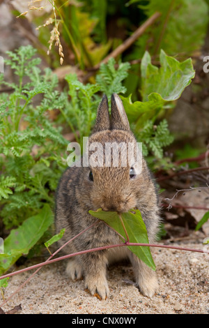 European rabbit (Oryctolagus cuniculus), pup sitting on sand feeding on a leaf, Germany Stock Photo