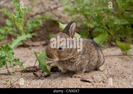 European rabbit (Oryctolagus cuniculus), pup sitting on sand, Germany Stock Photo