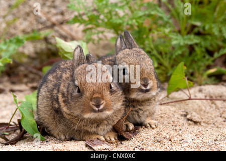 European rabbit (Oryctolagus cuniculus), sitting side by side on sand, Germany Stock Photo