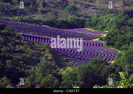 lavender (Lavandula angustifolia), Lavender field in the Provence, France, Provence, Puimichel Stock Photo