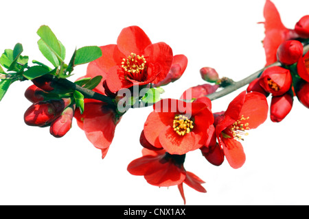 Japanese quince (Chaenomeles japonica, Choenomeles japonica), blooming Stock Photo