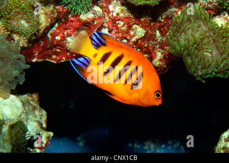 flame angelfish, flame angel fish, flame angel (Centropyge loricula), swimming at the reef Stock Photo