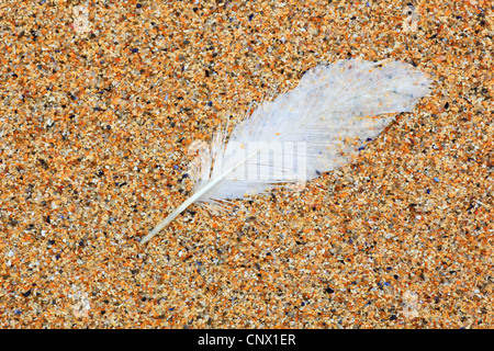 feather lying in the fstrukin sand of Strathy Bay, United Kingdom, Scotland Stock Photo