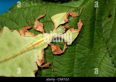 Javan Leaf-Insect, leaf insect (Phyllium bioculatum), sitting on a darker leaf Stock Photo