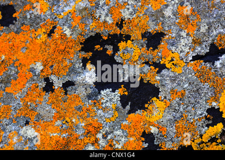 lichens on a rock, United Kingdom, Scotland Stock Photo