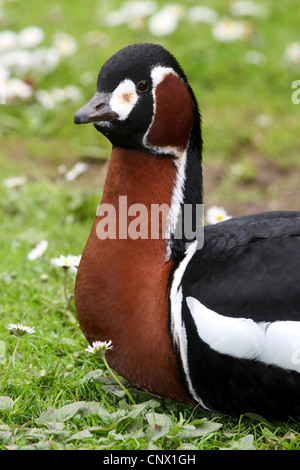 red-breasted goose (Branta ruficollis), sitting in the grass
