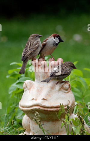 house sparrow (Passer domesticus), three birds sitting on terracotta garden figure showing the Frog King, Germany Stock Photo