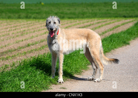 Irish Wolfhound (Canis lupus f. familiaris), standing at a field Stock Photo