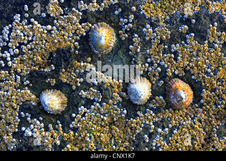 limpets, true limpets (Patellidae), barnacles and limpets on a rock, United Kingdom, Scotland Stock Photo