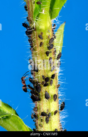 thistle aphid, greater plum aphid* (Brachycaudus cardui), at a sprout with an ant, Germany Stock Photo