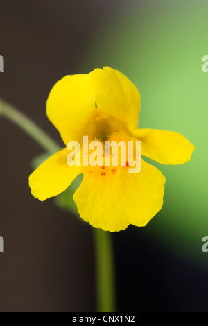 yellow monkeyflower (Mimulus guttatus), flower Stock Photo