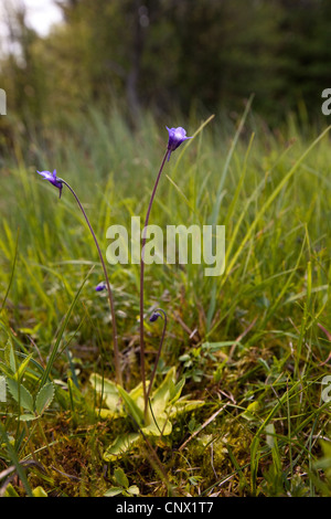 common butterwort (Pinguicula vulgaris), blooming, Germany, Bavaria, Staffelsee Stock Photo