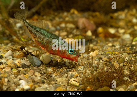 three-spined stickleback (Gasterosteus aculeatus), male building a nest spitting sand, Germany Stock Photo
