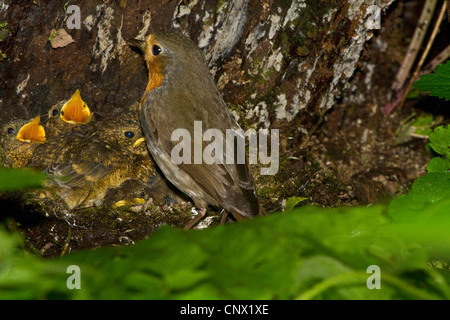 European robin (Erithacus rubecula), adult at its nest on the ground with chicks, Germany, Bavaria, Nasenbach Stock Photo