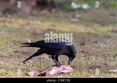 carrion crow (Corvus corone), feeding on carrion, Germany, Bavaria Stock Photo