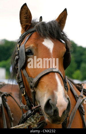 domestic horse (Equus przewalskii f. caballus), cold blood with blinder, Germany, Brandenburg Stock Photo