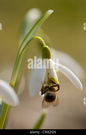 common snowdrop (Galanthus nivalis), flower with honey bee, Germany Stock Photo