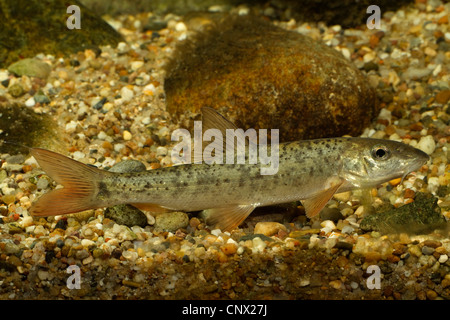 barbel (Barbus barbus), young animal Stock Photo