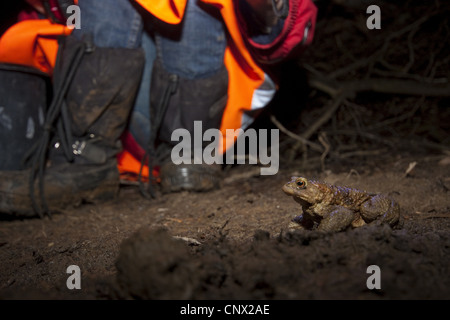 European common toad (Bufo bufo), sitting on soil ground during night-time toad migration, in the background the feet of some helpers collecting the animals to carry them over a road, Germany, North Rhine-Westphalia Stock Photo