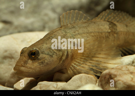 Miller's thumb, bullhead (Cottus gobio), portrait on pebble ground Stock Photo