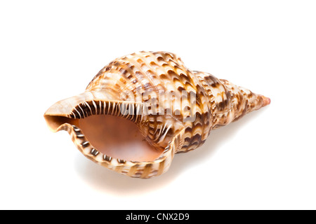 snail-shell from the sea Stock Photo