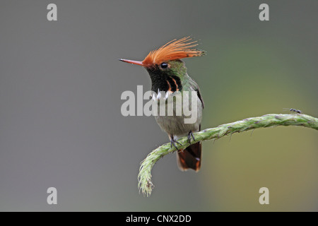 Rufous-crested Coquette, Lophornis delattrei Stock Photo