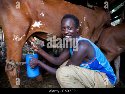 domestic cattle (Bos primigenius f. taurus), young man smiling while milking a cow by hand, Burundi, Near National Parc de la Ruvubu, Cankuzo Stock Photo