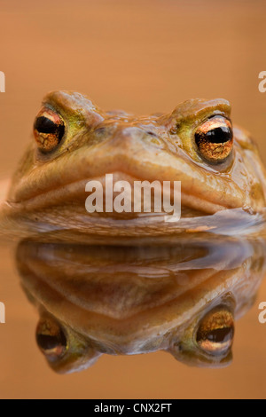 European common toad (Bufo bufo), looking out of a water, Germany, North Rhine-Westphalia Stock Photo