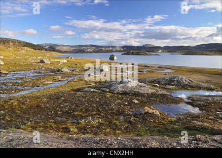Hardangervidda in summer time, colored river (Norway) Stock Photo