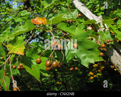 wild service tree (Sorbus torminalis), branch with fruits, Germany Stock Photo