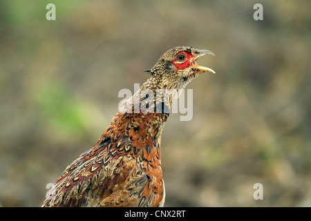 common pheasant, Caucasus Pheasant, Caucasian Pheasant (Phasianus colchicus), young individual calling in rain , Germany Stock Photo