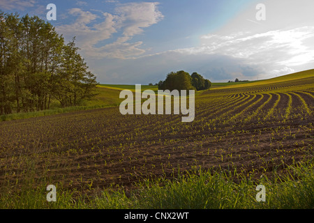 Indian corn, maize (Zea mays), field with seedlings, Germany, Bavaria Stock Photo
