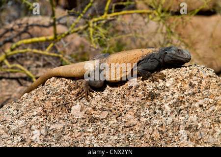 chuckwallas (Sauromalus spec.), large male taking a sunbath on a rock, USA, Arizona, Pinnacle Peak Park Stock Photo