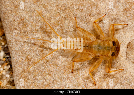 mayfly (Heptageniidae), larva of a mayfly sitting on a stone, Germany, Bavaria Stock Photo