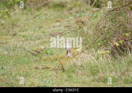 Stoat Stock Photo